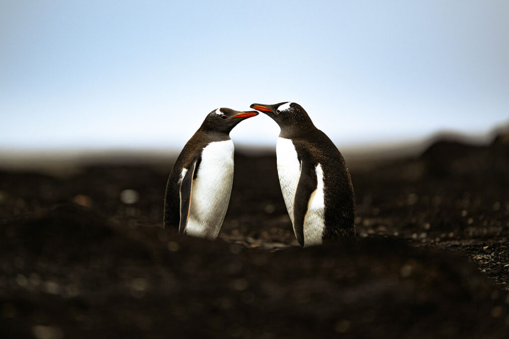 Pingüino Gentoo