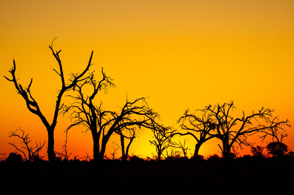 Bosque seco en Khwai