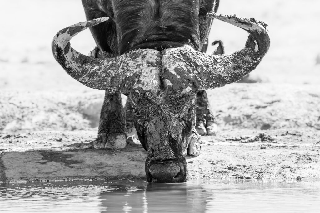 Búfalo en Nxai Pan