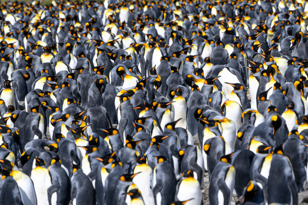 Pingüinos Rey en Fortuna Bay