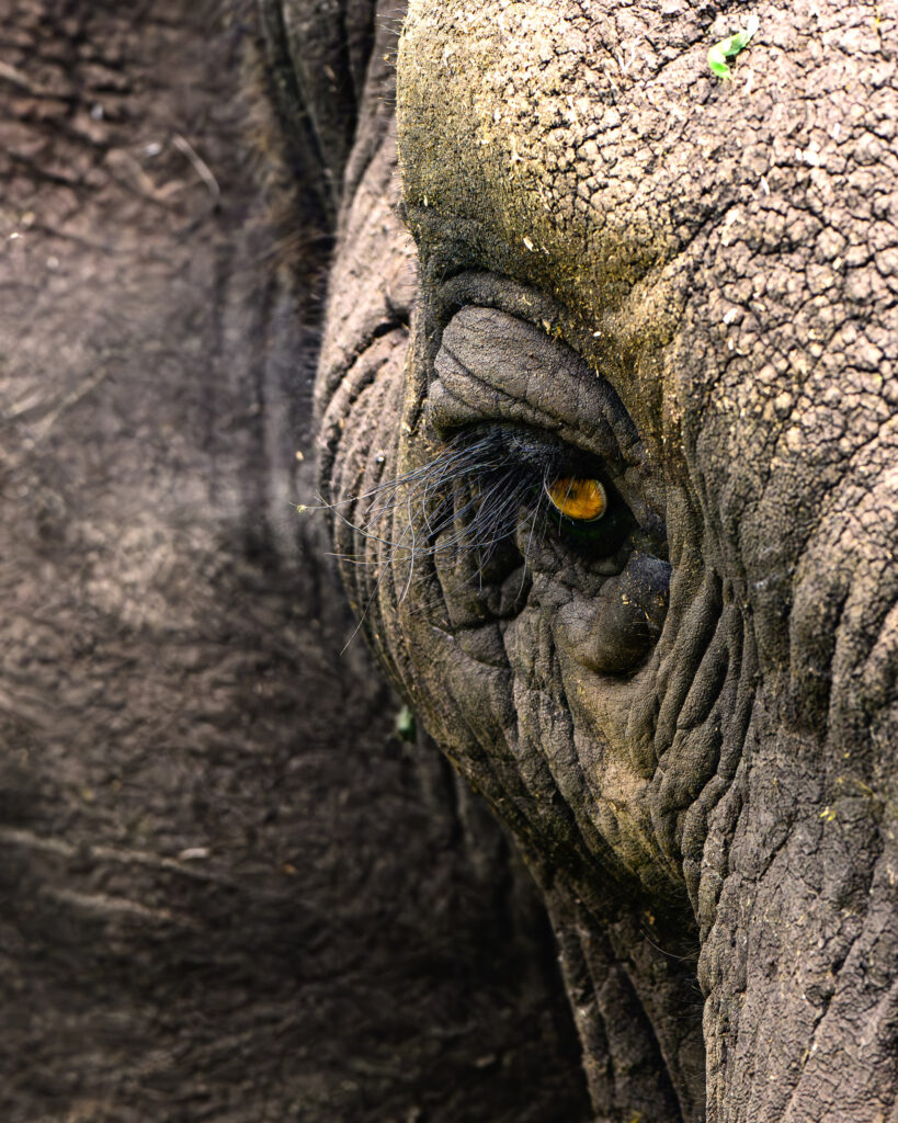 Tanzania, Elefante, Zawadi Camp