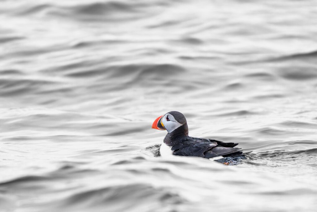 Frailecillo en Vesteralen