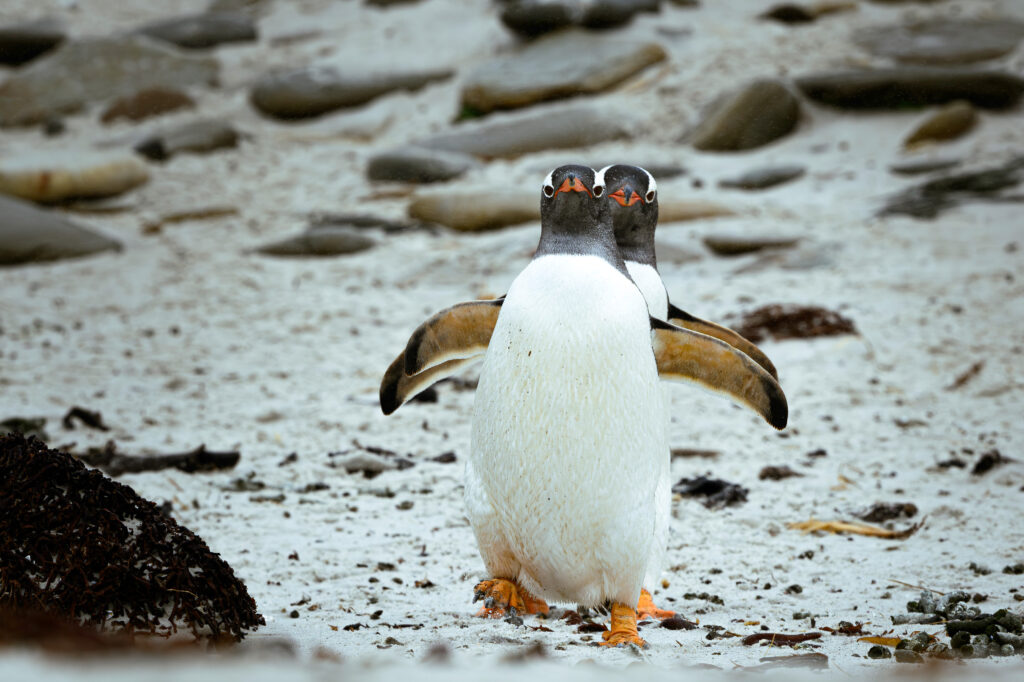 Pingüinos Juanito en Carcass Island. Falklands