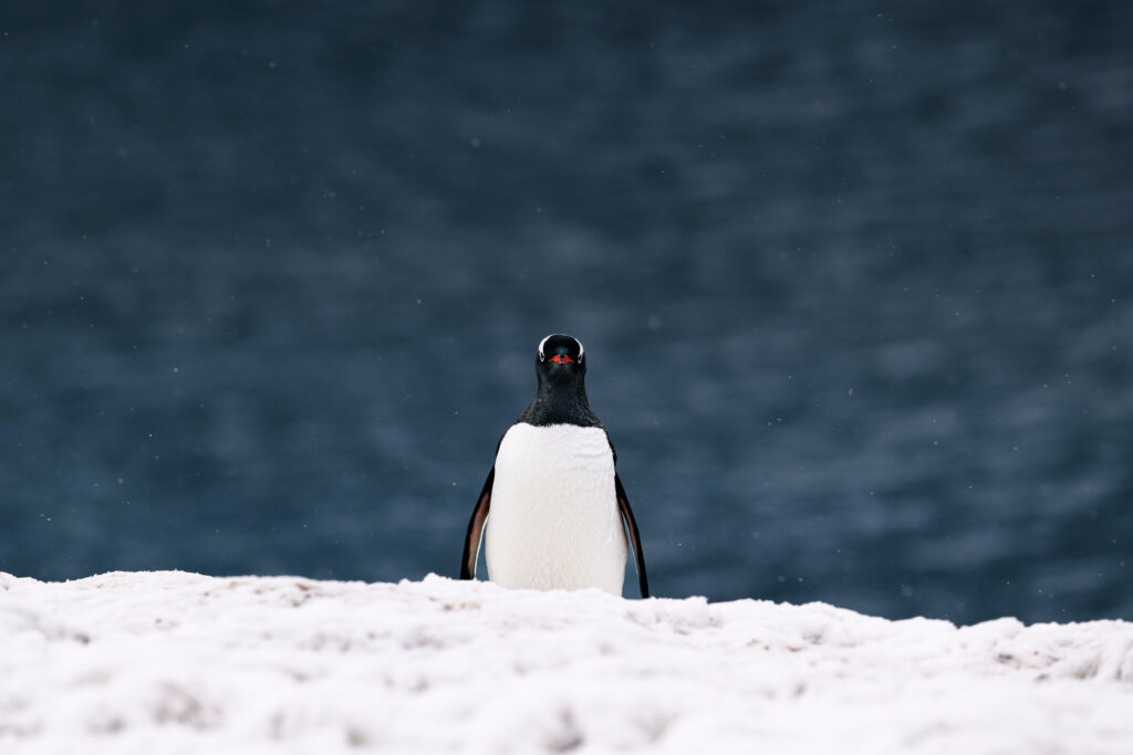 Gentoo en Port Charcot