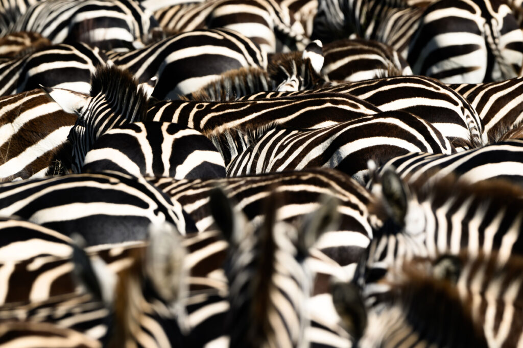 Tanzania, Serengueti, Cebras