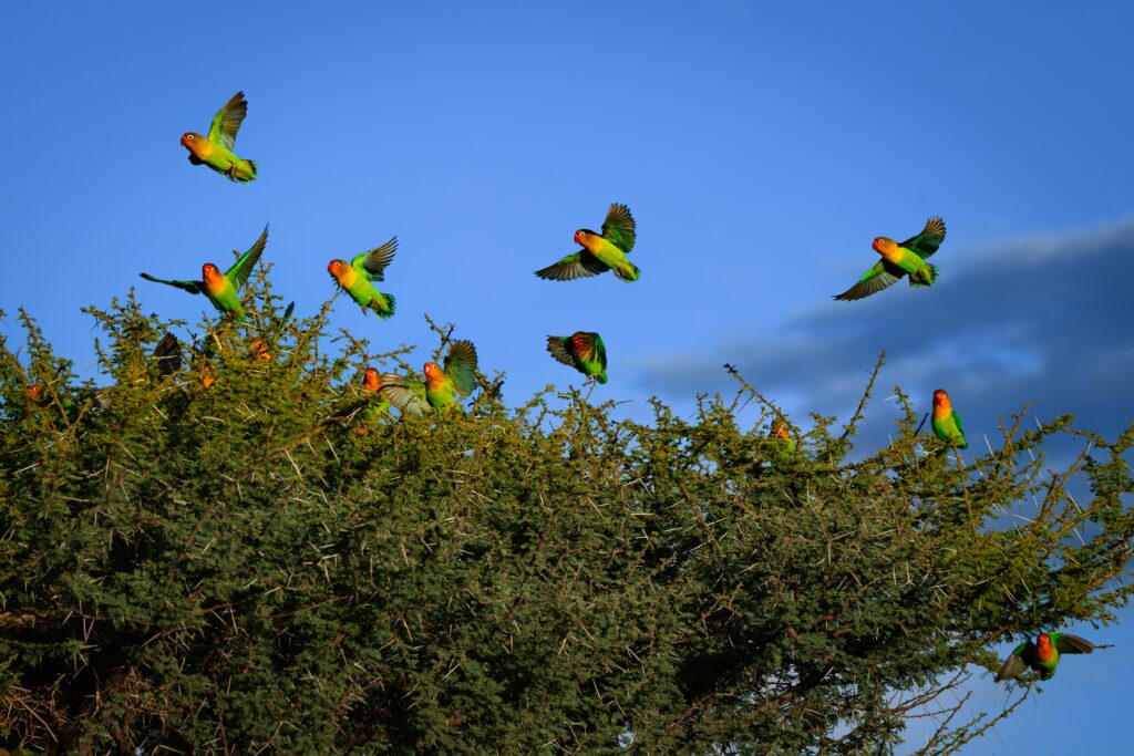 Agapornis en Zawadi Camp, Tanzania