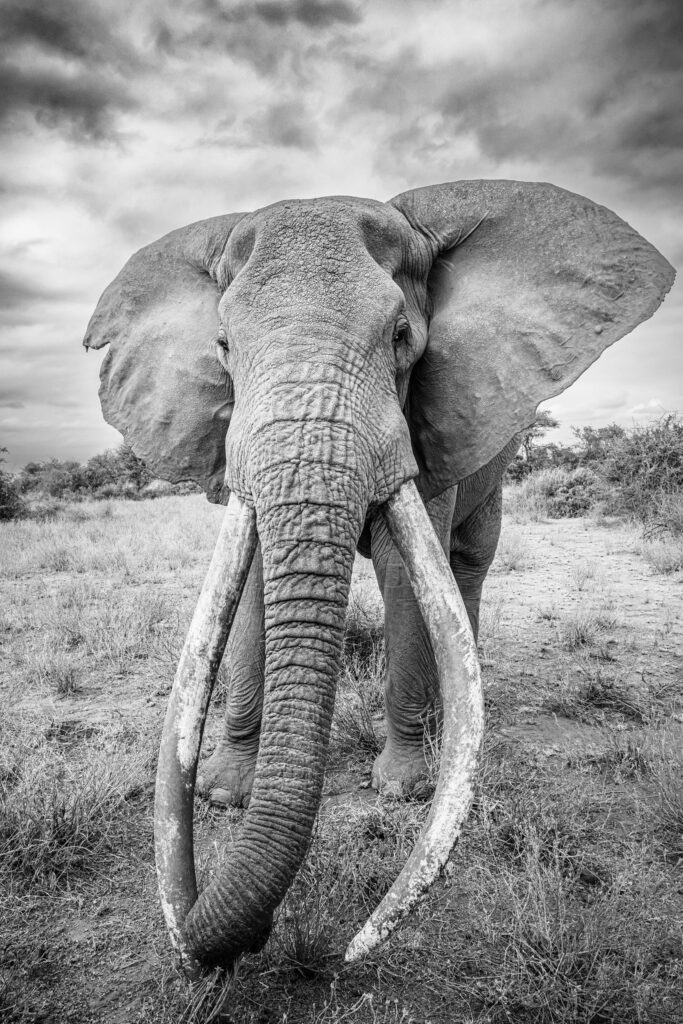 Craig. Amboseli, Kenia