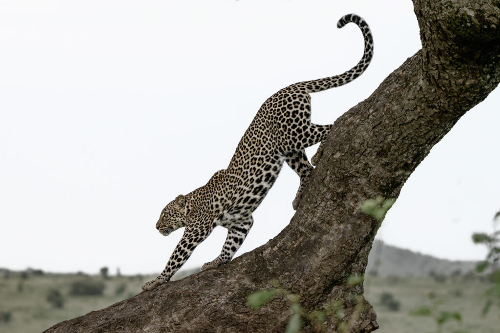 Joven hembra de leopardo. Massai Mara 2023