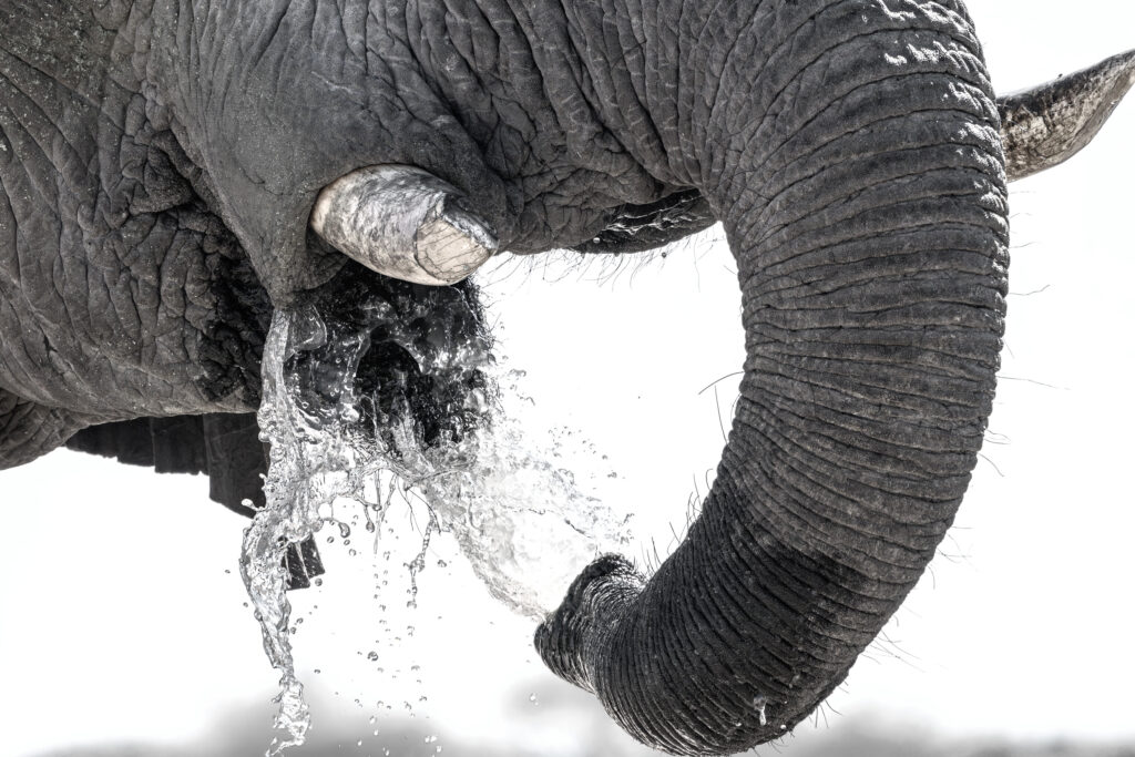Elefante bebiendo en Nxai pan, Botswana