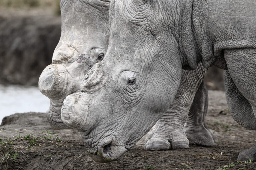 Rinocerontes blancos de Kruger National Park