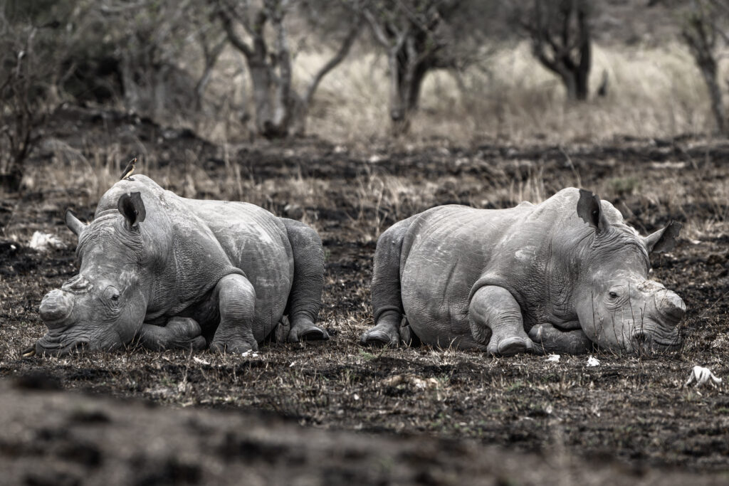 Rinocerontes blancos. Kruger NP 2024