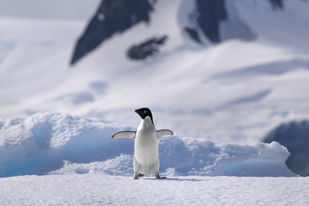 Cabo Tuxen, Pingüino Adelis