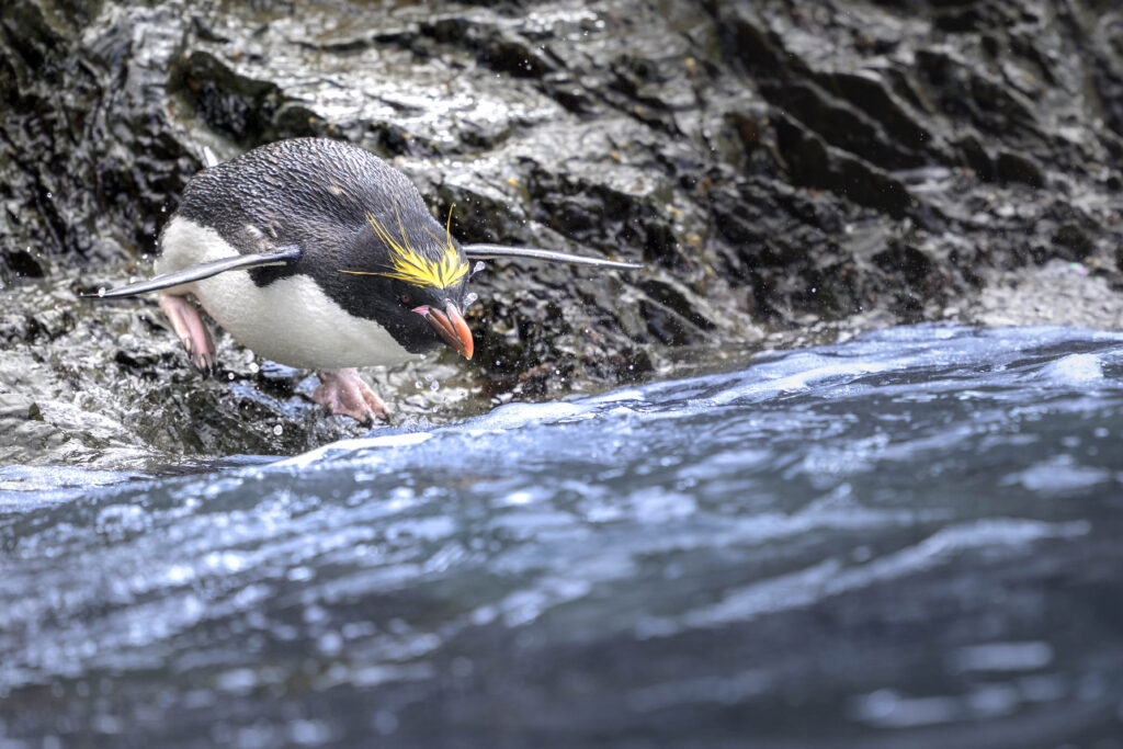 Pingüino Macaroni. Fortuna Bay. South Georgia