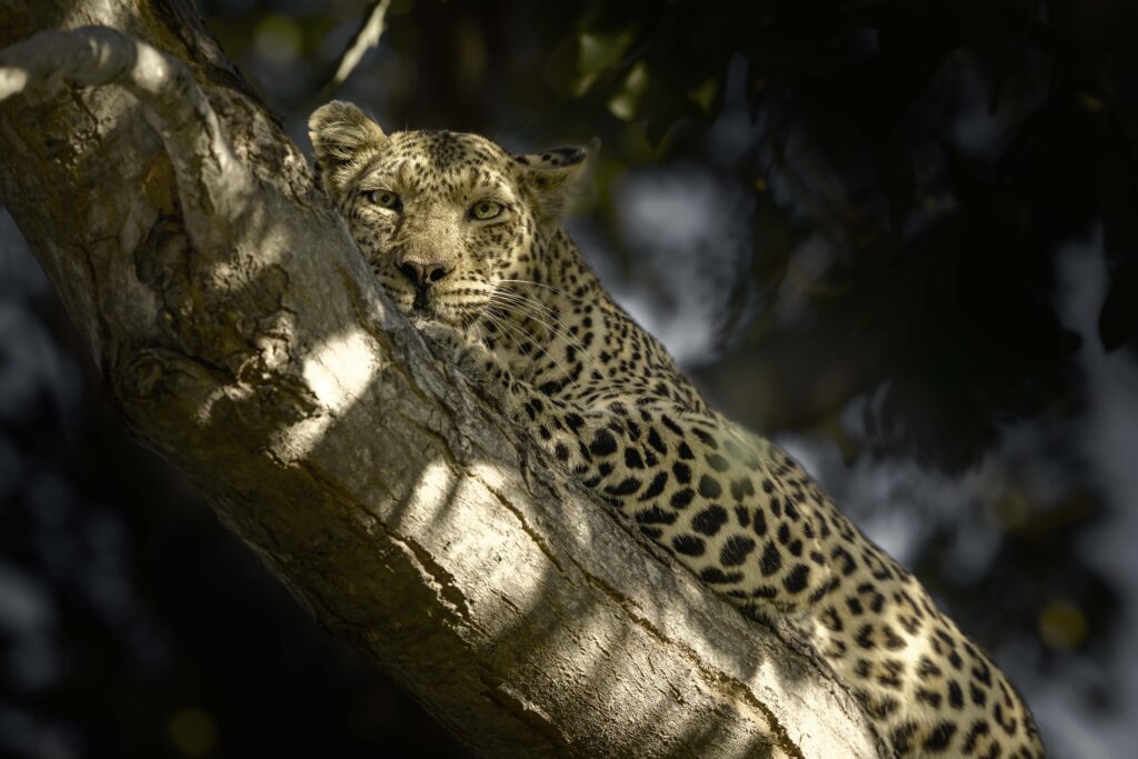 Leopardo hembra en Kwai