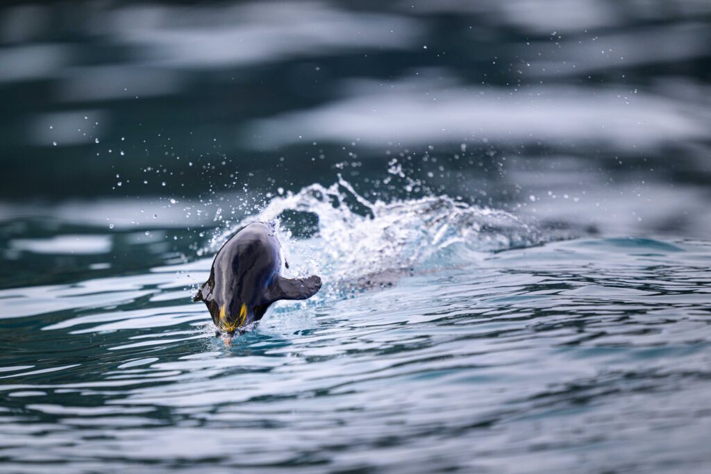 Macaroni nadando en Hercules Bay, South Georgia