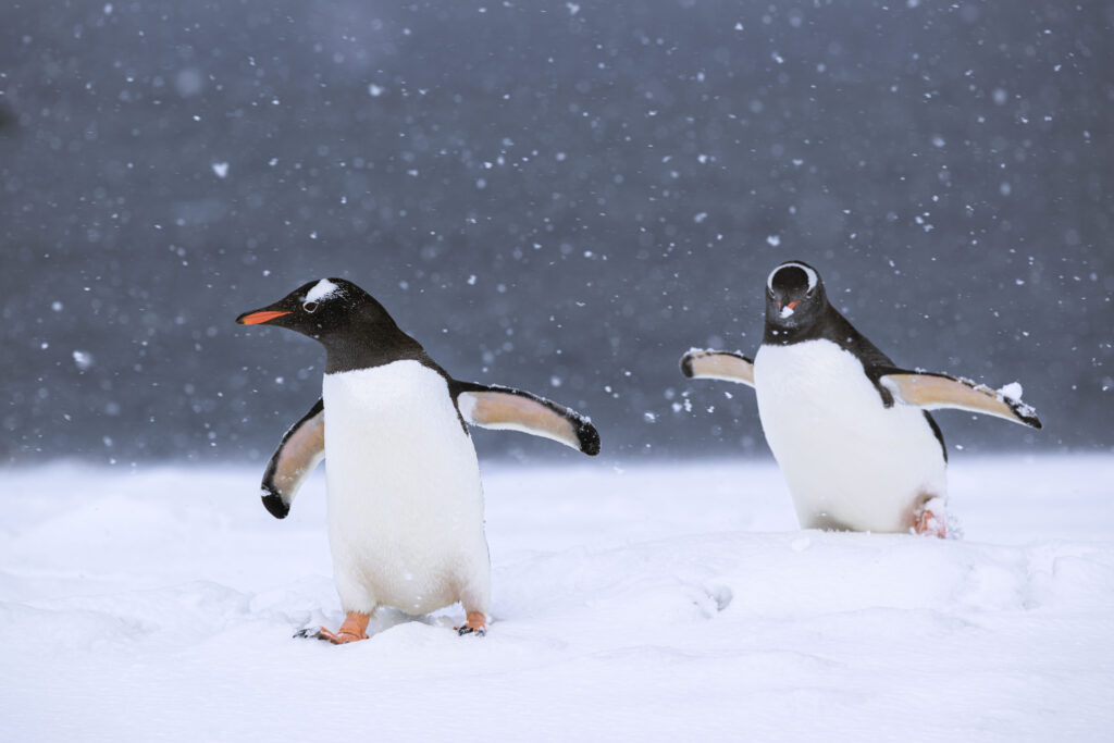 Gentoo Isla Trinidad
