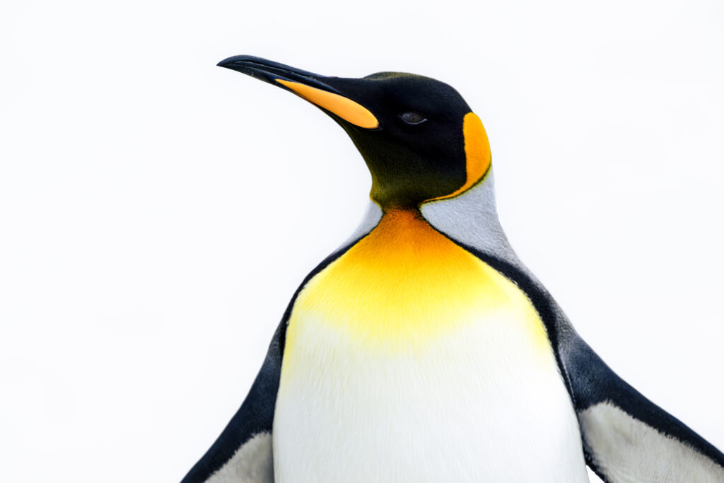 Pingüino Rey 2 Falkland Islands