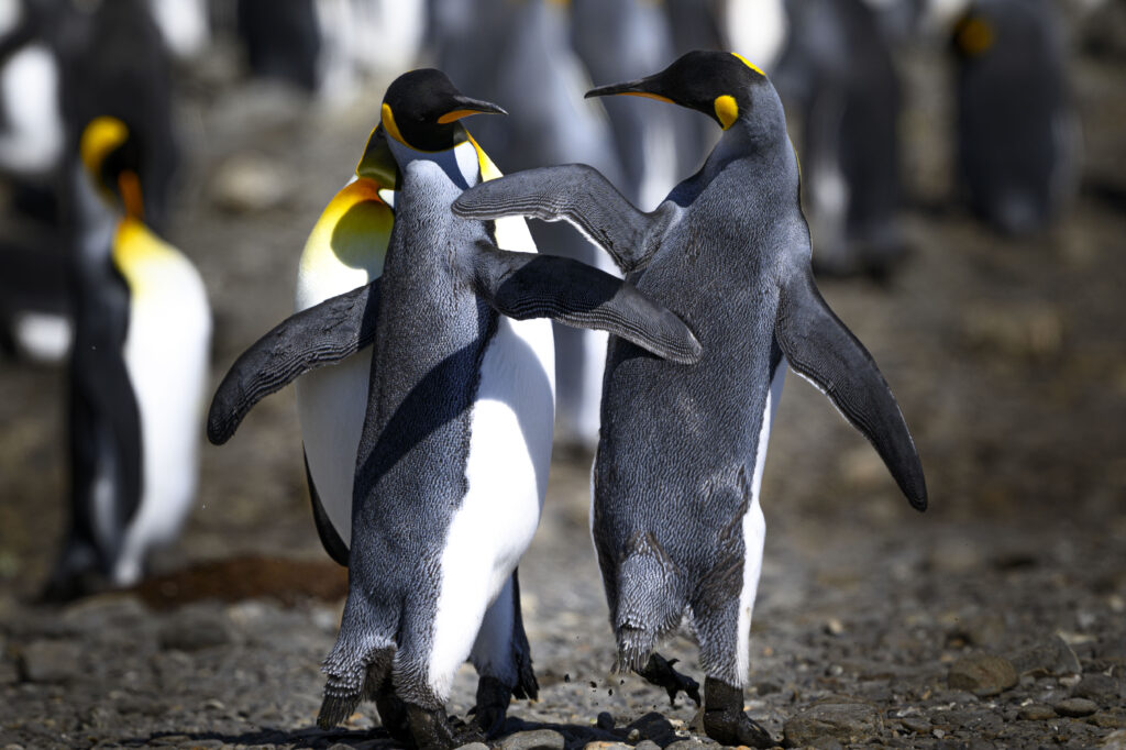 Pingüinos Rey colegas, Fortuna Bay South Georgia