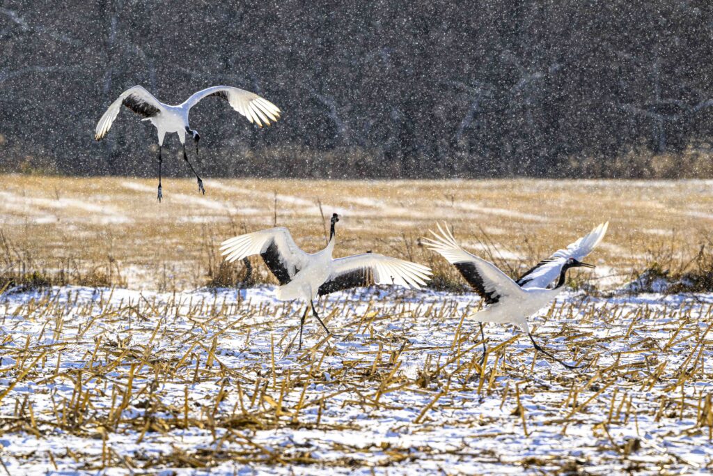 Grullas en Kushiro – Hokaido