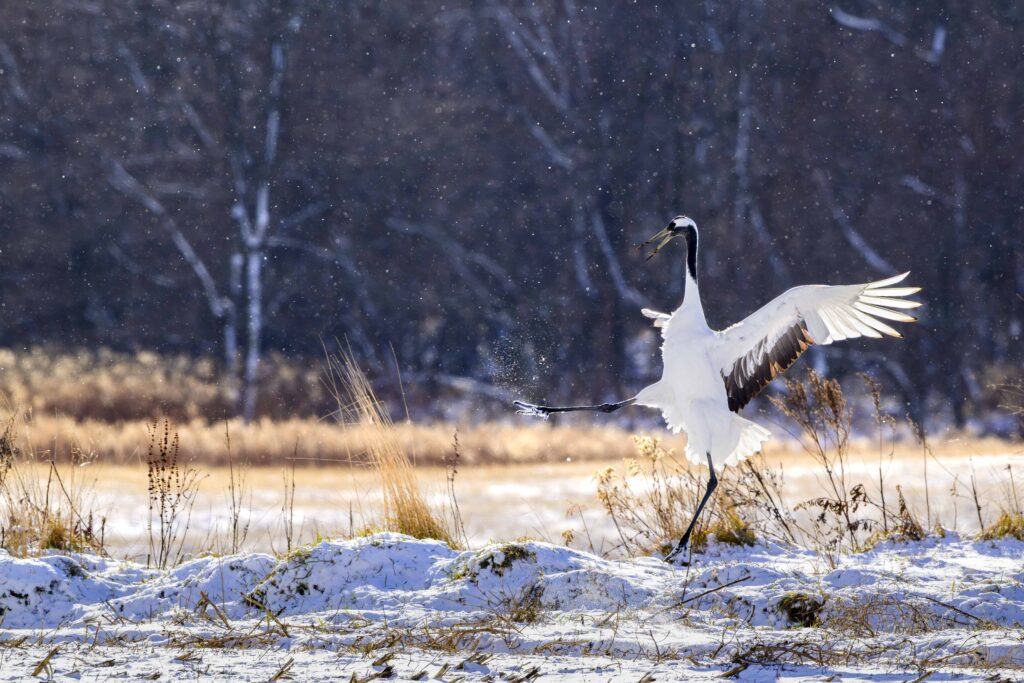 La patada de la Grulla, Kushiro – Hokaido