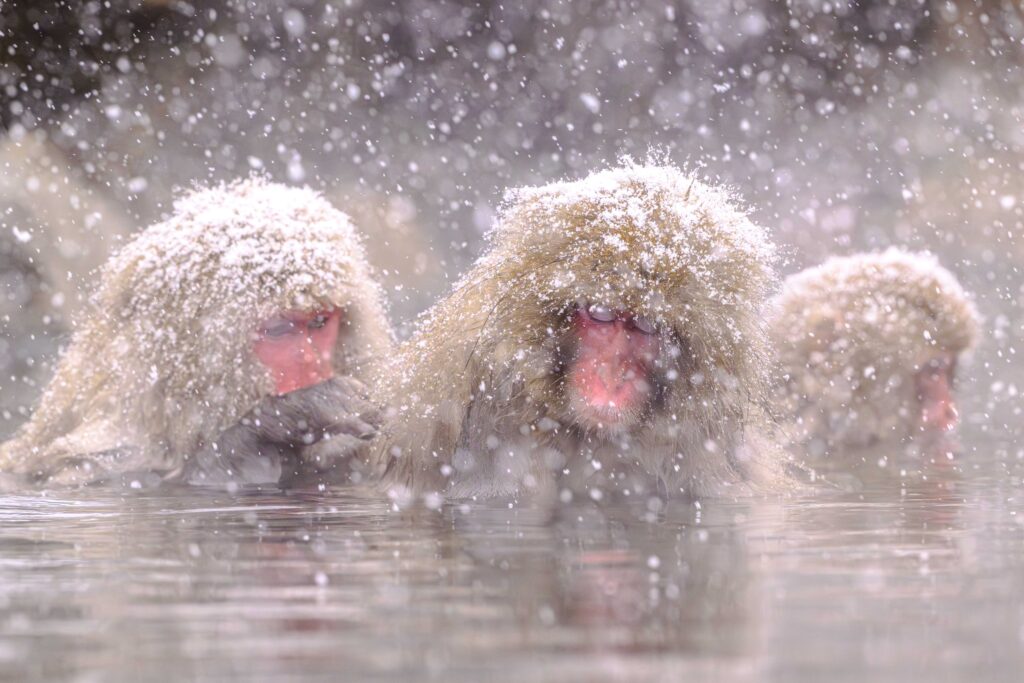 Jigokudani, macacos japoneses