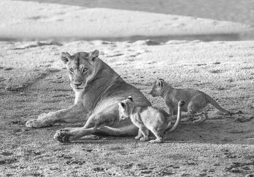 Leona cuida de los cachorros en Sand River