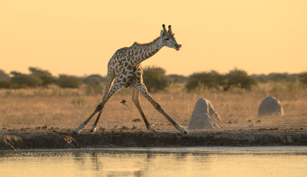 Jirafa bebiendo en Nxai Pan, Botswana